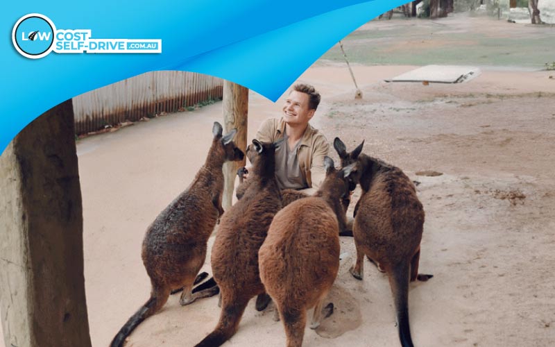 thumbnail a mob of Australian kangaroos, Australian adventure, First-Time Australia Visitors