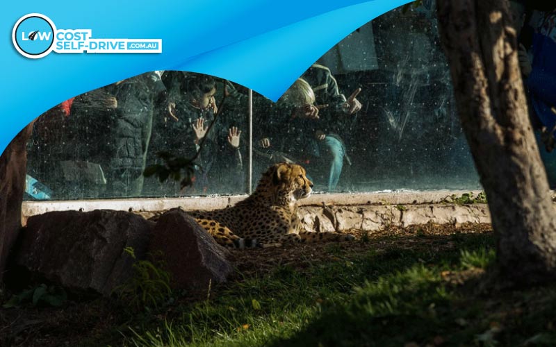 thumbnail children at a Zoo, Australia adventure, November 2024, Kid Attractions in Australia