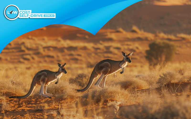 Wild kangaroo family grazing at sunset in the Australian outback. Wild Kangaroos 101